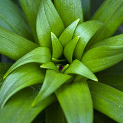 Full frame shot of green plant