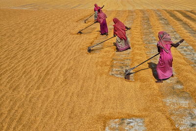 Village women story. rural women are stretching golden paddy to dry at a rice mill of habra, india.