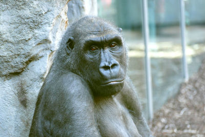 Portrait of gorilla