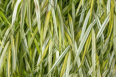 Full frame shot of wheat field