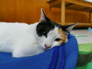 Close-up of a cat looking away