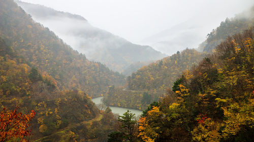 Autumn forest landscape with view of mountain misty valley and river in japan
