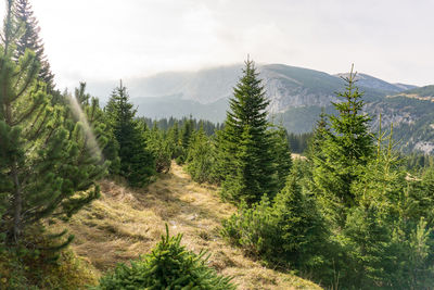 View of trees on countryside landscape