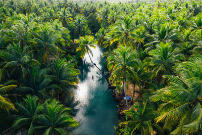 Aerial view of river amidst tropical trees 