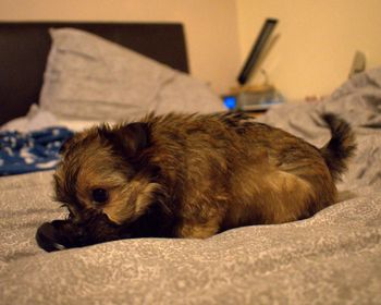 Portrait of dog on bed