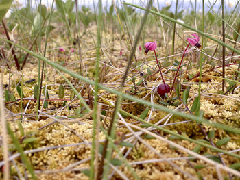 Close-up of red flowering plants on land