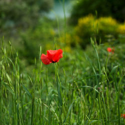 Close-up of red poppy flower on field