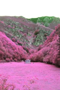 Scenic shot of pink flowers