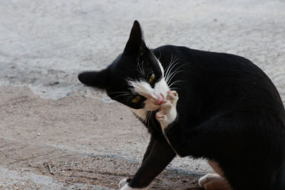 Black cat looking away