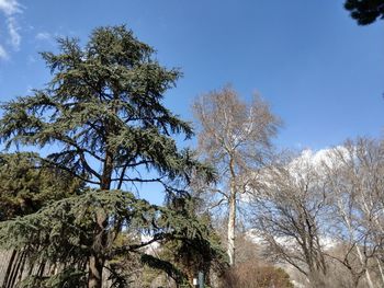 Low angle view of trees against sky