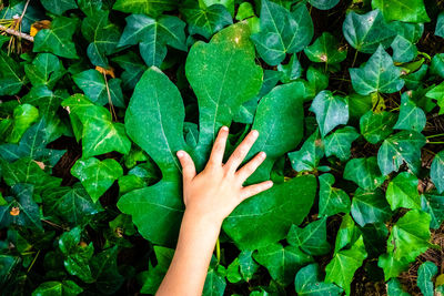 Cropped image of person touching leaves at park