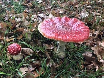 Close-up of fly agaric mushroom on field