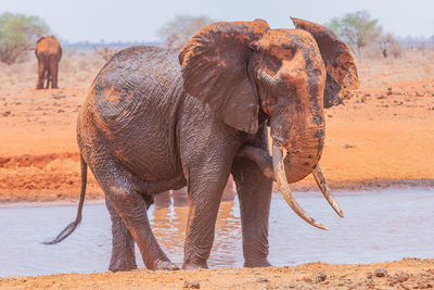 A view of an elephant in the wild drinking water at a water hole covered in mud