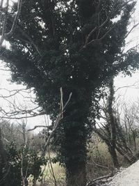 Low angle view of trees in forest