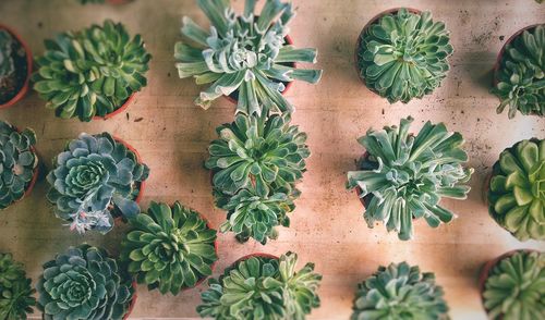 High angle view of chopped vegetables on table