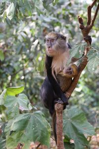 Close-up of monkey sitting on tree