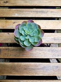 High angle view of flowering plant on table