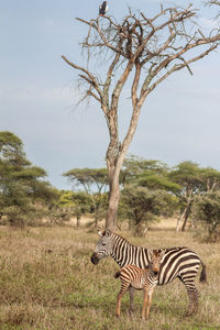 View of a horse on field