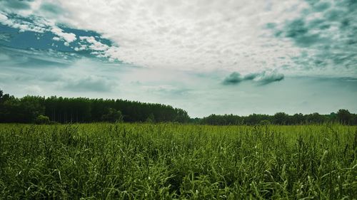 Scenic view of agricultural field against sky