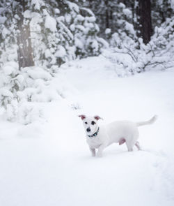 Jack russell terrier in outdoor in winter snow