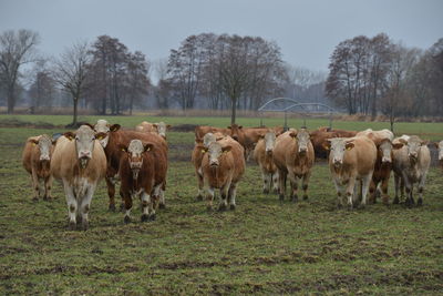 Cows standing in a field