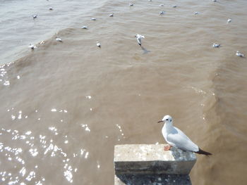 Seagulls perching on a sea