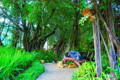 Trees growing in park