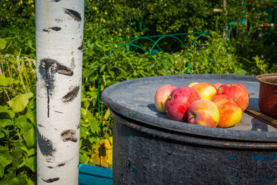 Close-up of apples in container on table