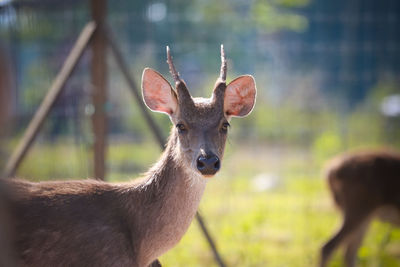 Deer on farm