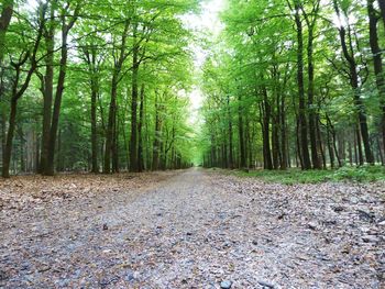 Footpath amidst trees in forest