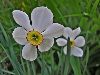 Close-up of white flowers blooming outdoors