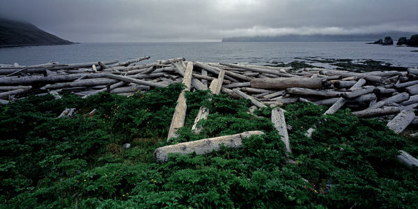 Drift wood in the remote north western fjords of hornstrandir /iceland