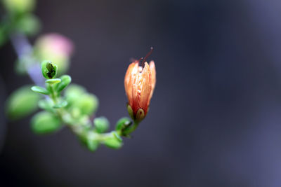 Close up of a plant