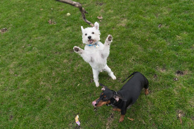 High angle view of dogs on grass