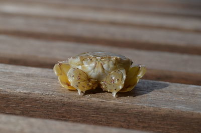 Close-up of crab on boardwalk