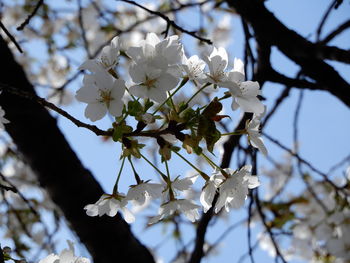 Close-up of cherry blossoms on tree