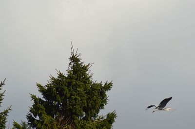 Low angle view of eagle perching on tree against sky