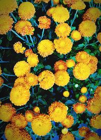 Full frame shot of yellow flowers