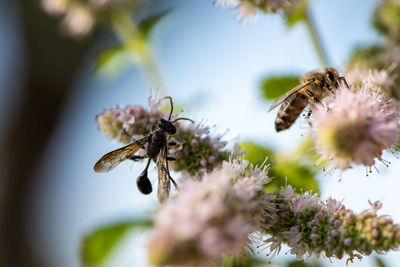 Close-up of bee pollinating on flower