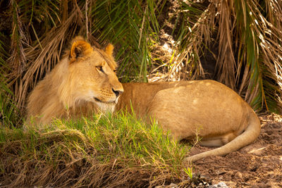 Male lion lies under palms looking back