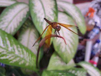 Close-up of insect on plant