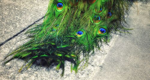 High angle view of peacock feather