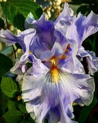 Close-up of purple flowers