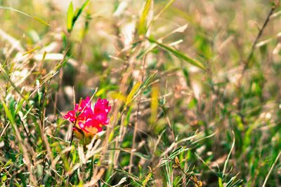 Close-up of red flower