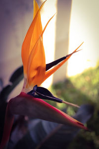 Close-up of orange leaf