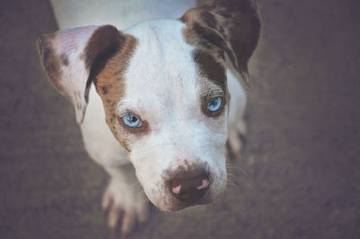 Close-up portrait of dog with blue eyes