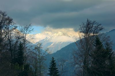 Low angle view of trees and mountains against sky