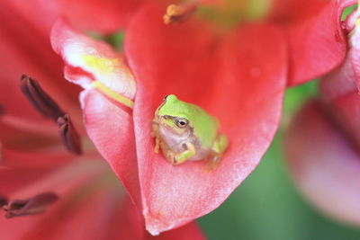 Close-up of lizard on red flower