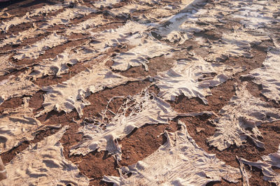 Full frame shot of dried autumn leaves on land