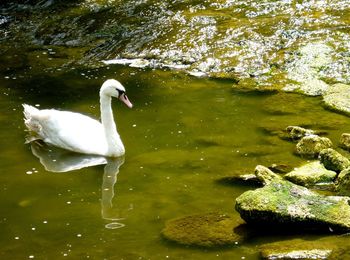 Close-up of swan swimming in lake